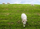 Nature - Animals